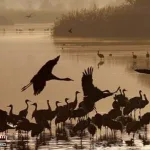 The-secret-of-the-migration-of-millions-of-birds-and-the-threat-of-extinction