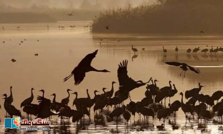 The-secret-of-the-migration-of-millions-of-birds-and-the-threat-of-extinction