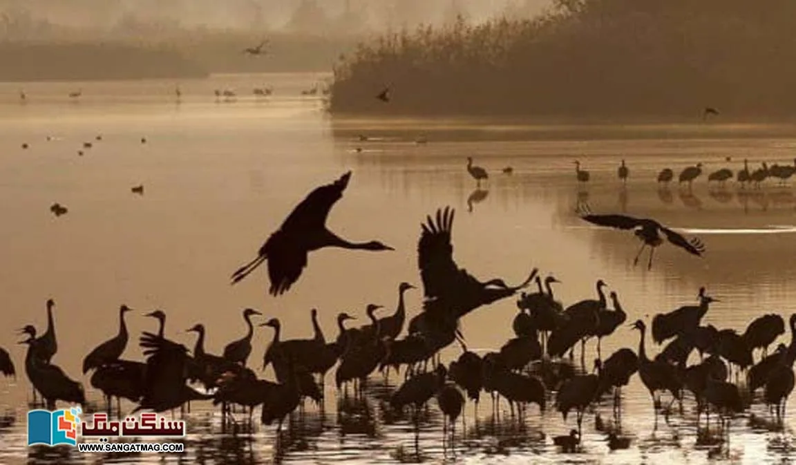 The-secret-of-the-migration-of-millions-of-birds-and-the-threat-of-extinction