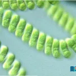 What-bacteria-can-grow-on-Mars-