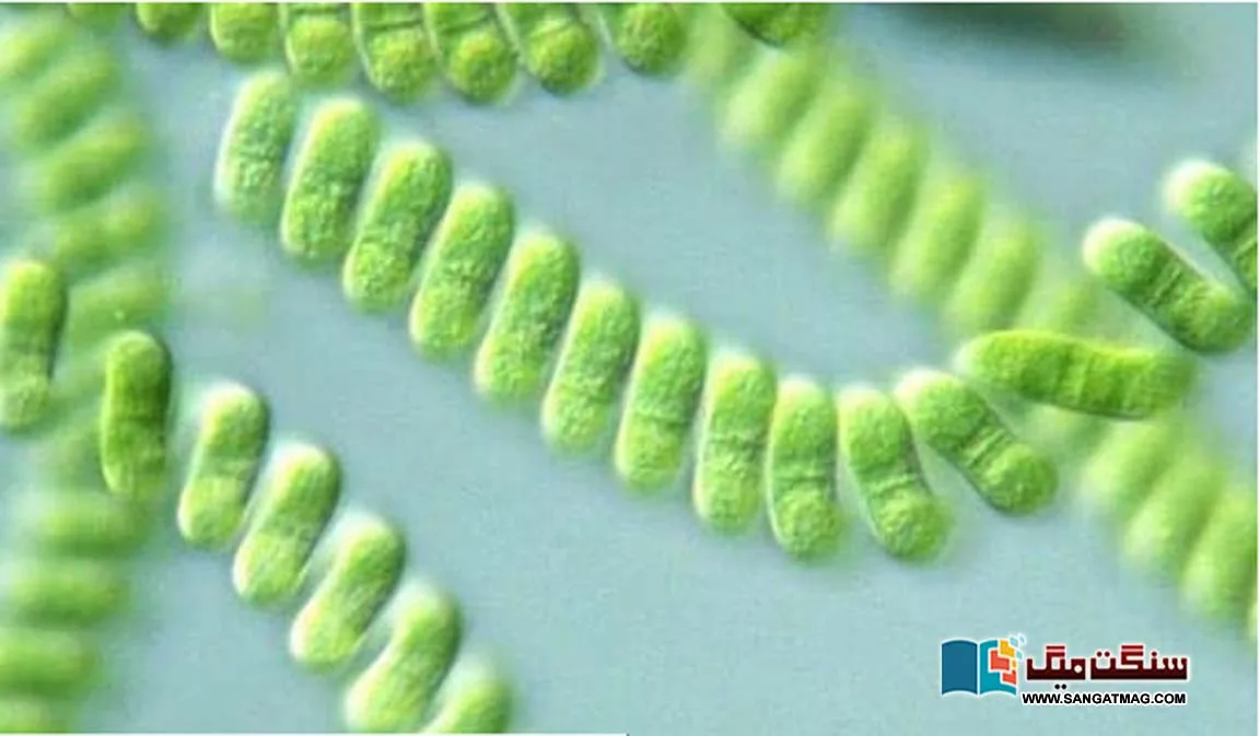 What-bacteria-can-grow-on-Mars-