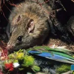 A-few-rats-hiding-in-the-polar-island-grew-to-millions-and-began-devouring-the-giant-rare-birds