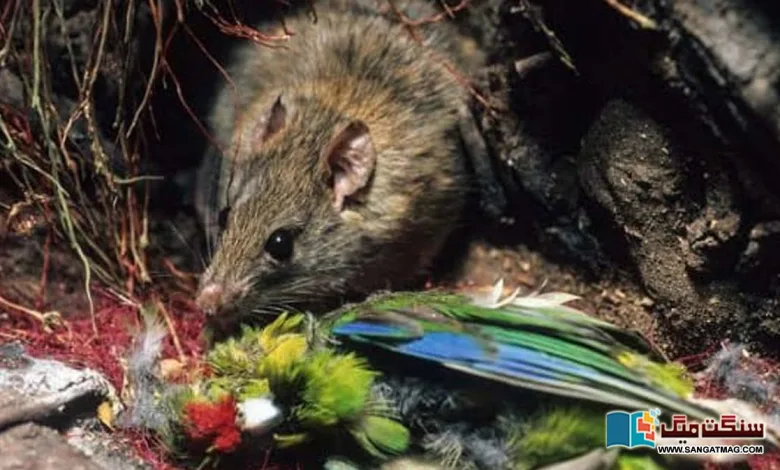 A-few-rats-hiding-in-the-polar-island-grew-to-millions-and-began-devouring-the-giant-rare-birds