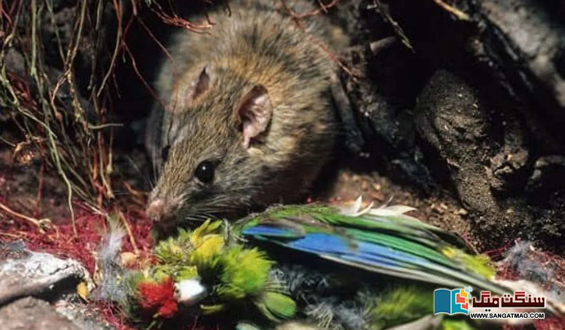 A-few-rats-hiding-in-the-polar-island-grew-to-millions-and-began-devouring-the-giant-rare-birds