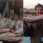 Big-catch-of-fish-worth-one-billion-rupees-by-the-Kete-bandar-Sajwal-fishermen