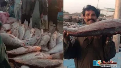 Photo of سندھ: کیٹی بندر کے مچھیروں کا ’ایک ارب‘ روپے کی مچھلیوں کا بڑا شکار