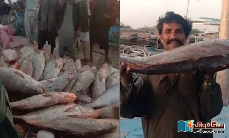 Big-catch-of-fish-worth-one-billion-rupees-by-the-Kete-bandar-Sajwal-fishermen