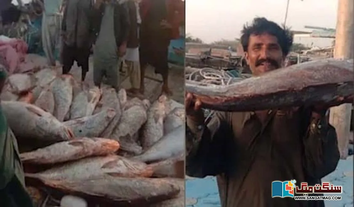 Big-catch-of-fish-worth-one-billion-rupees-by-the-Kete-bandar-Sajwal-fishermen