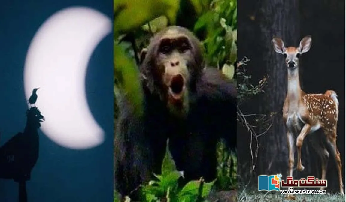 Surprising-Effects-of-Solar-Eclipses-on-Animals