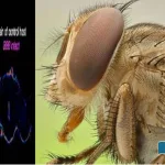 fruit-fly-save-the-life-of-a-brain-cancer-patient