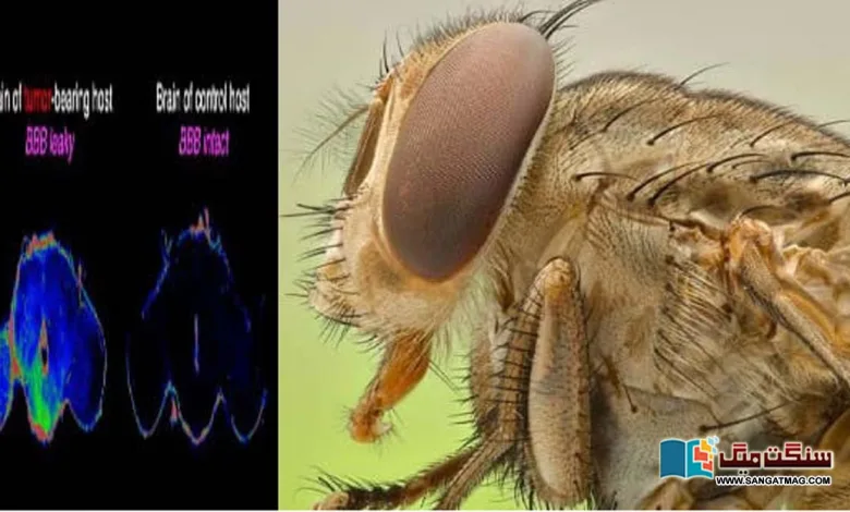 fruit-fly-save-the-life-of-a-brain-cancer-patient