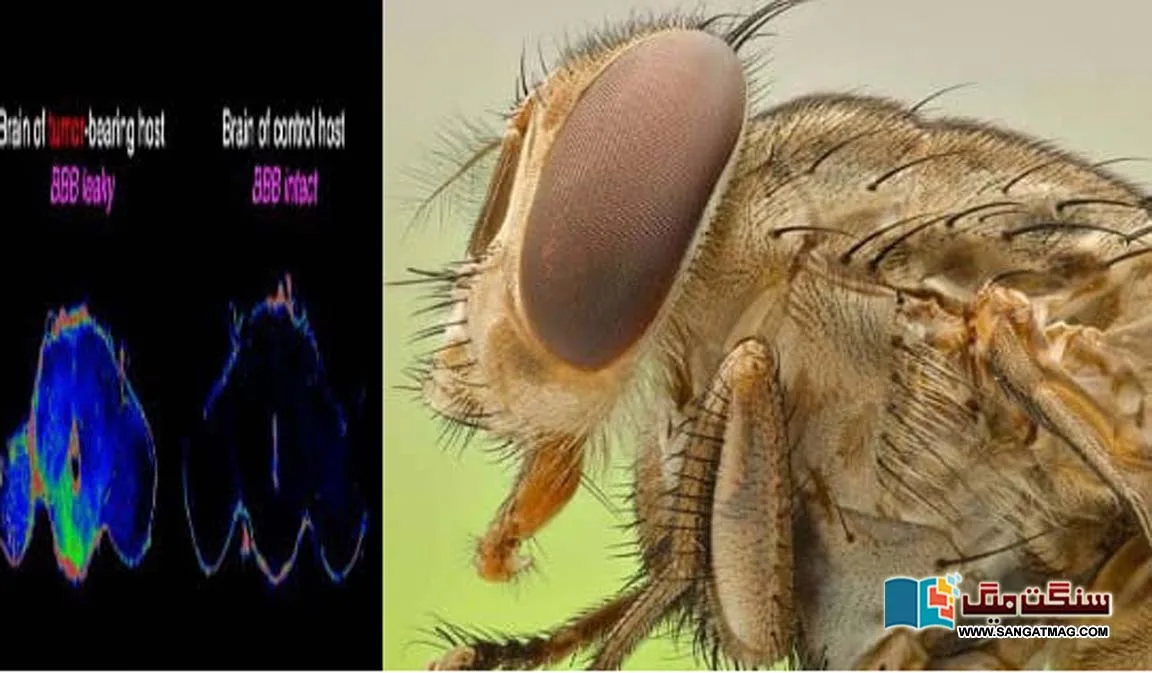 fruit-fly-save-the-life-of-a-brain-cancer-patient
