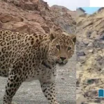 Balochistan-A-leopard-was-spotted-after-a-long-time-near-Nani-Mandir-in-Hangul