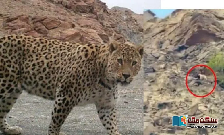 Balochistan-A-leopard-was-spotted-after-a-long-time-near-Nani-Mandir-in-Hangul