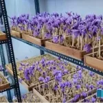 Recipe-to-earn-12-lakh-rupees-per-month-by-growing-saffron-indoors