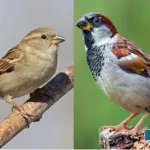 The-sprow-is-going-extinct-due-to-climate-change-or-something