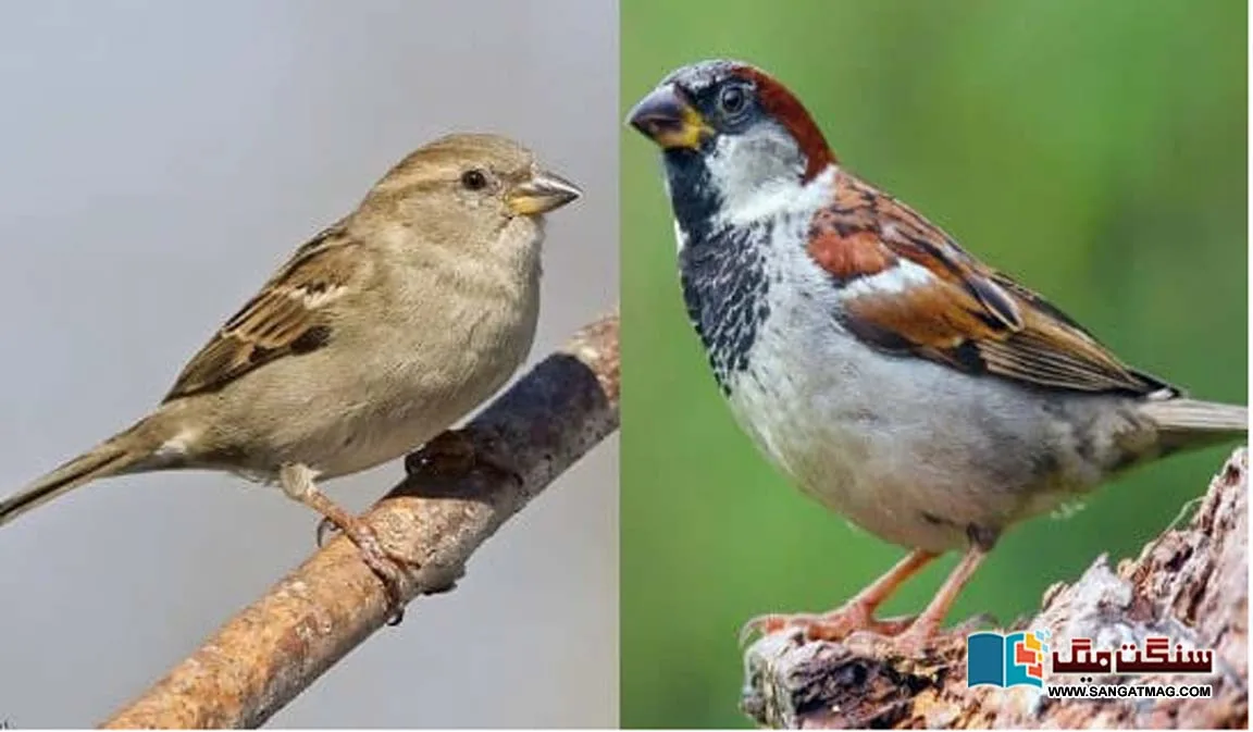 The-sprow-is-going-extinct-due-to-climate-change-or-something