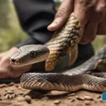The-story-of-a-scientist-who-stepped-on-snakes-thousands-of-times-for-the-experiment
