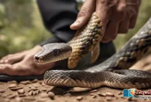 Photo of ایک سائنسدان کی کہانی، جس نے تجربے کے لیے سانپوں پر ہزاروں بار پیر رکھا!