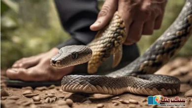 Photo of ایک سائنسدان کی کہانی، جس نے تجربے کے لیے سانپوں پر ہزاروں بار پیر رکھا!