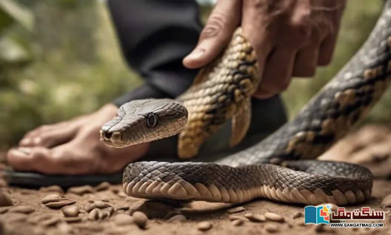 The-story-of-a-scientist-who-stepped-on-snakes-thousands-of-times-for-the-experiment