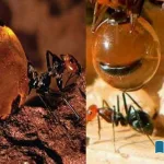 The-story-of-the-amazing-ant-that-makes-and-stores-honey