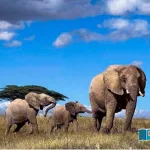 Do-African-elephants-really-call-each-other-by-unique-names