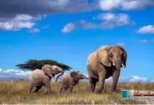 Photo of کیا واقعی افریقہ کے ہاتھی ایک دوسرے کو منفرد ناموں سے پکارتے ہیں؟