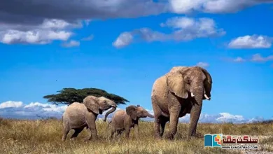 Photo of کیا واقعی افریقہ کے ہاتھی ایک دوسرے کو منفرد ناموں سے پکارتے ہیں؟