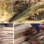 Eco-friendly-rare-wild-plant-Gagral-is-facing-the-threat-of-extinction
