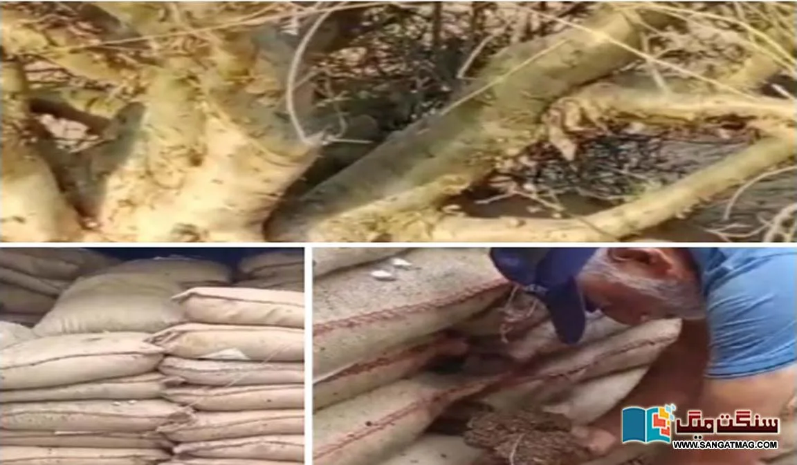 Eco-friendly-rare-wild-plant-Gagral-is-facing-the-threat-of-extinction