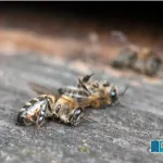 Elimination-of-bees-from-the-world-our-death-Gloomy-predictions