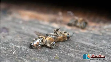 Photo of دنیا سے شہد کی مکھیوں کا خاتمہ، ہماری موت۔۔۔! اندوہناک پیشنگوئیاں