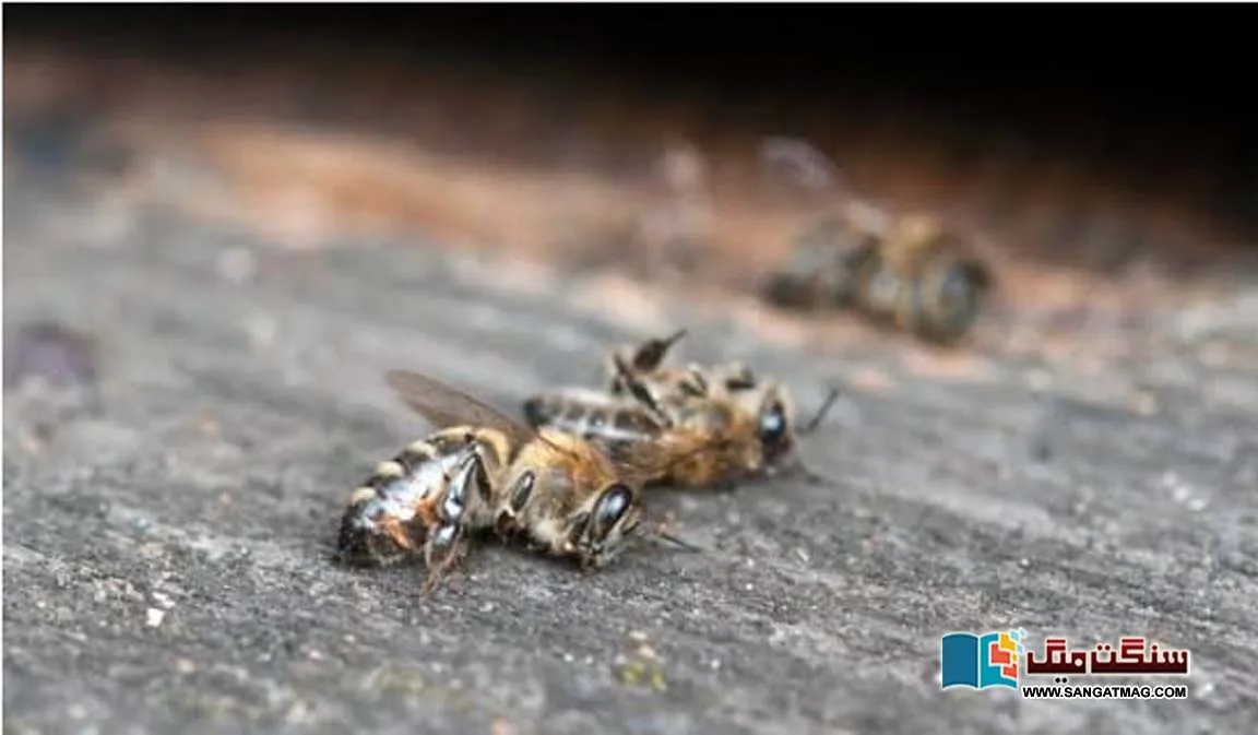 Elimination-of-bees-from-the-world-our-death-Gloomy-predictions