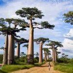 Interesting-story-of-the-famous-story-about-the-baobab-tree-that-lives-for-thousands-of-years