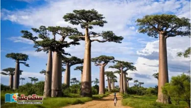 Photo of ہزاروں سال زندہ رہنے والے باؤباب درخت کے بارے میں مشہور کہانیوں کی دلچسپ کہانی۔۔