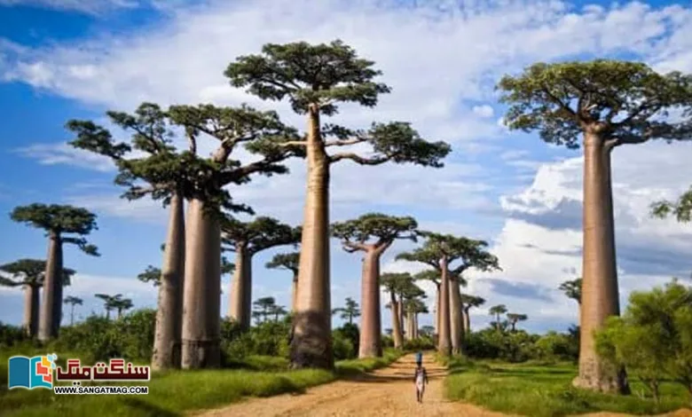 Interesting-story-of-the-famous-story-about-the-baobab-tree-that-lives-for-thousands-of-years