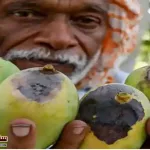 The-effects-of-climate-change-severe-summer-scorched-mangoes-in-Pakistan