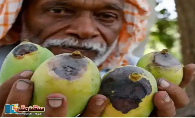 The-effects-of-climate-change-severe-summer-scorched-mangoes-in-Pakistan
