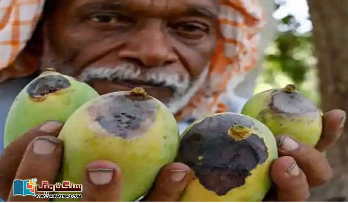 The-effects-of-climate-change-severe-summer-scorched-mangoes-in-Pakistan
