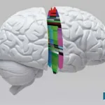 The-human-brain-predicts-and-plans-the-future-in-sleep-research
