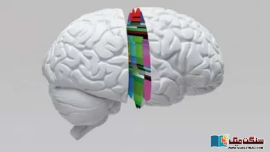 Photo of انسانی دماغ نیند میں مستقبل کی پیش گوئی اور منصوبہ بندی کرتا ہے: تحقیق