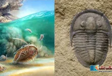 Photo of پچاس کروڑ سال پرانی آبی مخلوق کے حیران کن فوسلز کی دریافت