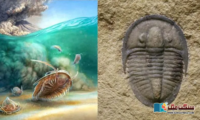 Discovery-of-50-million-year-old-fossils-of-aquatic-creatures