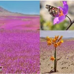 When-the-worlds-driest-desert-is-covered-with-flowers.-A-mysterious-desert-story