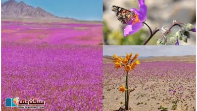 Photo of دنیا کا خشک ترین صحرا جب پھولوں سے ڈھک جاتا ہے۔۔ ایک پراسرار صحرا کی کہانی