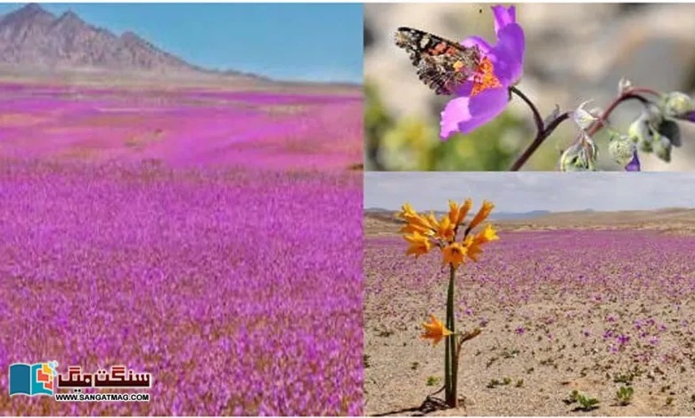 When-the-worlds-driest-desert-is-covered-with-flowers.-A-mysterious-desert-story