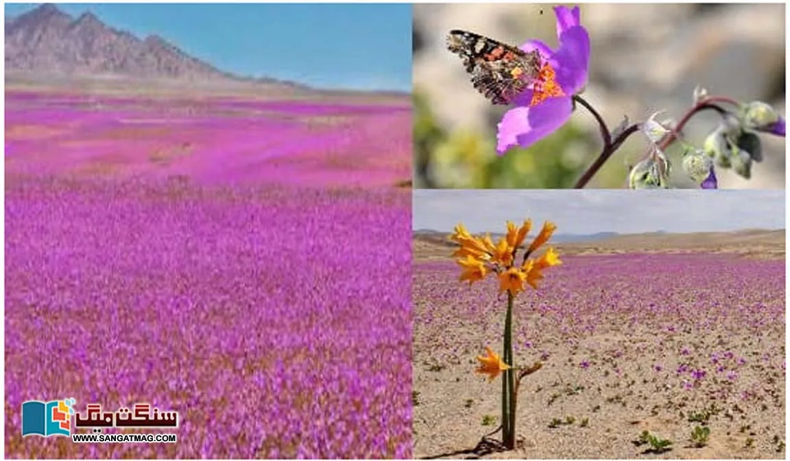 When-the-worlds-driest-desert-is-covered-with-flowers.-A-mysterious-desert-story