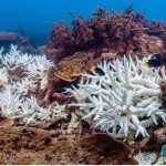 Rising-sea-temperatures-are-Astola-and-Charna-Islands-in-Pakistan-affected