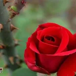 What-does-science-say-about-the-presence-of-thorns-in-the-rose-a-symbol-of-love-